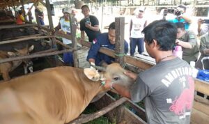 569 Ekor Sapi di PPU Diberi Vaksin Cegah Penyakit Mulut dan Kuku