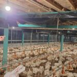 Program Electrifying Agriculture PLN Tumbuh 22,28 Persen