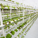 DPRD Samarinda Dorong Urban Farming untuk Wujudkan Ketahanan Pangan