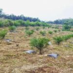 20 Kasus Sengketa Lahan Perkebunan Ditangani Disbun di Kaltim