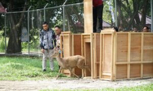 Perkuat Ikon Benuo Taka, Makmur Marbun Inisiatif Bangun Penangkaran Rusa Sambar di Kawasan Kantor Bupati PPU