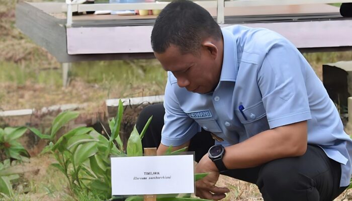 Bupati Syarwani Tanam Temulawak, Tandai Peresmian Kebun Toburi Tanjung Selor