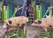 Viral! Ustaz di Papua Dikirimin Babi untuk Hewan Kurban dari Pria Baru Mualaf