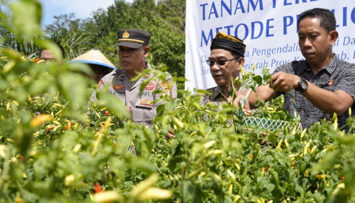 Pemprov Kaltara dan BI Kolaborasi Atasi Inflasi, Panen Cabai Jadi Bukti Nyata