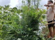 3 Penghambat Kemajuan Pertanian di Samarinda Kaltim, Ibu Kota Nusantara jadi Peluang 