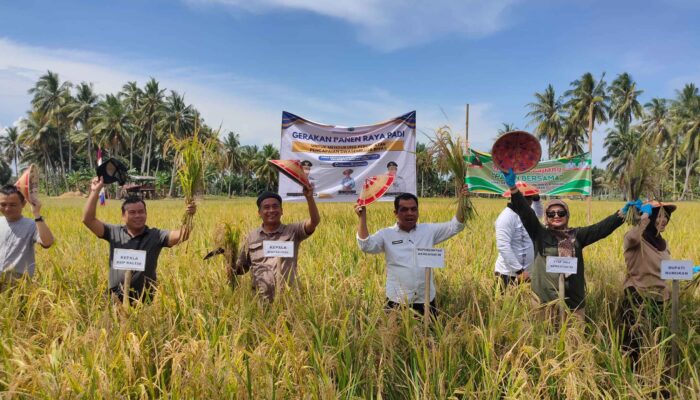 Pemprov Kaltara Gelar Panen Raya Bersama Gapoktan Mamminasae Sebatik