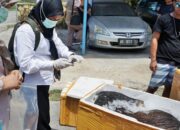 576 Kg Daging Celeng Ilegal Nyaris Beredar di Kukar Kaltim, Diduga Berpotensi Sebar Penyakit