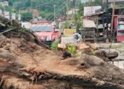 Hujan Deras Turun, Banyak Pohon Tumbang di Jalan Raya Samarinda 