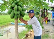 Budidaya Pepaya California Pak Joko Jadi Inspirasi Petani di PPU