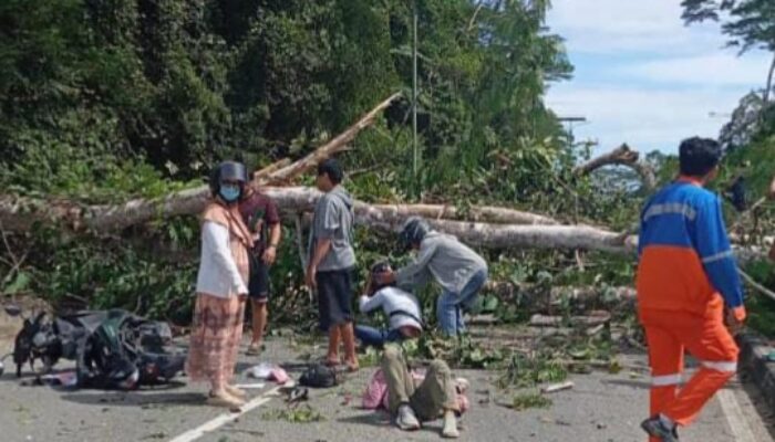 Pohon Tumbang di Jalan Cipto Mangunkusumo Bontang, 2 Pengendara Terluka