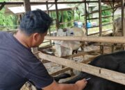 Sapi di PPU Bebas PMK, Distan Tetap Cegah Lewat Pemberian Vaksin