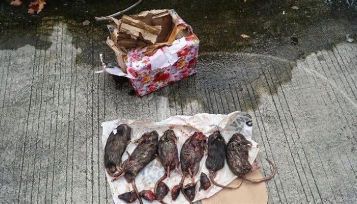 Komite Keselamatan Jurnalis Laporkan Teror di Tempo ke Komnas HAM