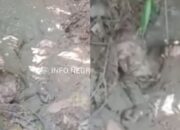Viral! Beredar Video Ibu Lansia Direndam Anaknya di Kubangan Lumpur