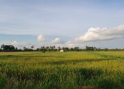 Musim Tanam Periode ke-2 Lambat, Dinas Pertanian PPU Prediksi Hasil Panen Tak Maksimal