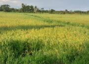 Penyerapan Gabah oleh Bulog Berikan Solusi bagi Petani di PPU