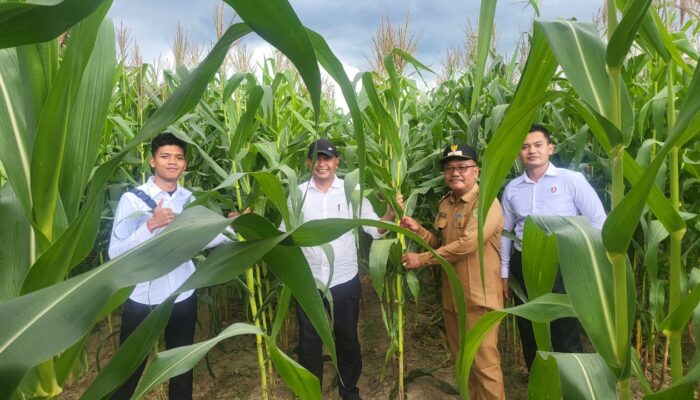 Dukung Ketahanan Pangan, Polres PPU Tanam Jagung di Lahan Mapolres