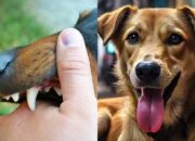 Mimpi Balikpapan di Kaltim jadi Kota Ramah Hewan dan Bebas Rabies, PDHI Siap Kawal