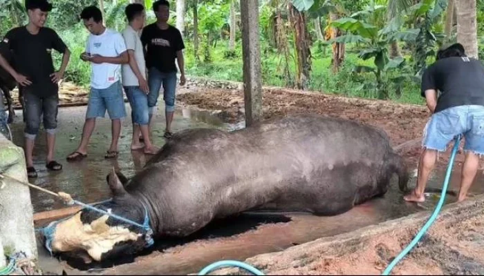 Sapi Kurban Presiden Prabowo di Sulbar Mati Mendadak, Diduga karena Keracunan
