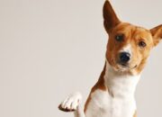 Viral Video Anjing Dikuliti Hidup-hidup Diduga di Sragen, Ternyata Ini Faktanya