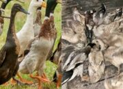 3 Keuntungan Ternak Bebek di Mahakam Ulu Kaltim, Dibekali Pelatihan dan Bimbingan