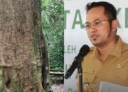 Langkah Gubernur Rudy Mas’ud Lestarikan Kayu Ulin Kaltim, Pohon Punya Peran Penting