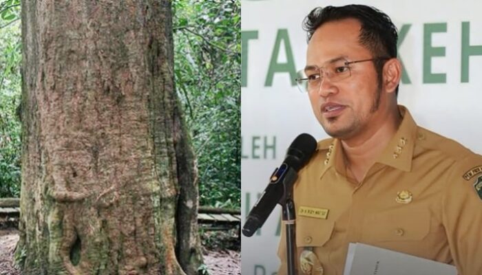 Langkah Gubernur Rudy Mas’ud Lestarikan Kayu Ulin Kaltim, Pohon Punya Peran Penting