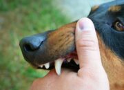 Cegah Rabies, Inilah Pertolongan Pertama Sesaat Setelah Dapat Gigitan atau Cakaran Hewan