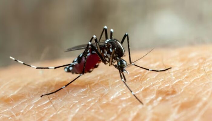 Bukan Lagi Penyakit Musiman, Ketahui 3 Fase DBD dan Cara Penanganannya