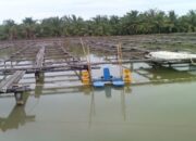 Bangun Ketahanan Pangan di Balikpapan Kaltim, Andalkan Ikan Air Payau