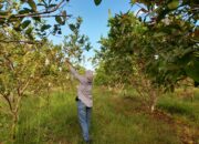 Mesrawati Sulap Kebun Jambu Jadi Daya Tarik Petik Buah di Labangka Kecamatan Babulu