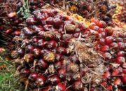 Kaltim Tanggung Beban Sawit tanpa Imbal Balik Setimpal