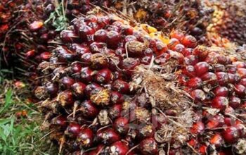 Bupati PPU Soroti Kecilnya Dana Bagi Hasil Sawit, Usul Porsi Dinaikkan Jadi 15 Persen