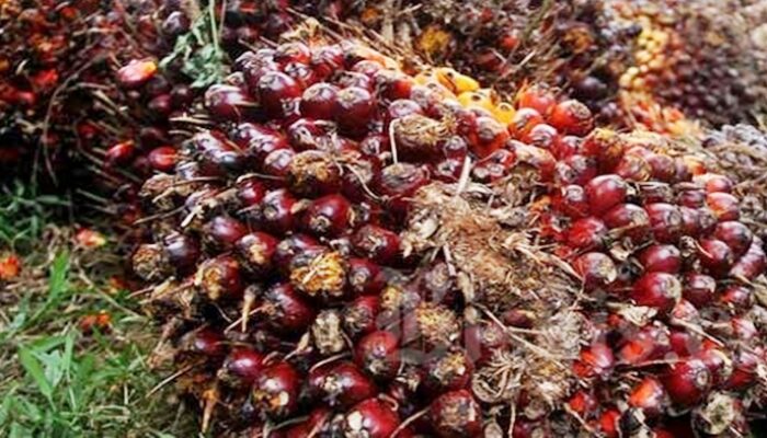 Bupati PPU Soroti Kecilnya Dana Bagi Hasil Sawit, Usul Porsi Dinaikkan Jadi 15 Persen