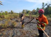 Lahan 5 Hektare Terbakar di Penajam Diduga Akibat Cuaca Panas