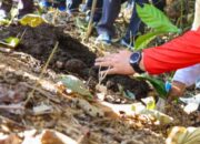 Dari Sepaku ke Dunia, Kopi Liberika IKN Nusantara Pecahkan Rekor MURI