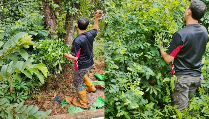 Katuk Gala Puncak, Pelajaran Hidup dari Rimbun yang Berdaya Guna
