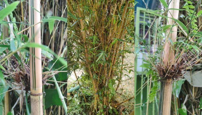 Elegi Bambu Gala Puncak Balikpapan di Tengah Tangis Bumi