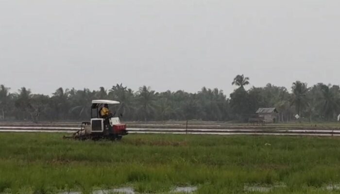 Ancaman Gagal Panen di Musim Penghujan, Petani Padi PPU Diminta Waspada