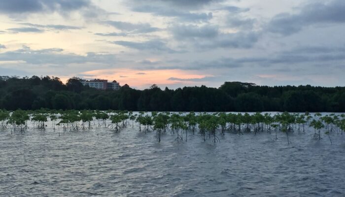 Setelah Lobi Panjang, Bontang Terima Uang Receh Karbon Rp900 Juta untuk Dua Tahun