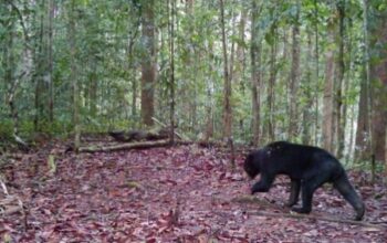 Rumah Rahasia pada Jantung Kalimantan, 275 Spesies Baru Ditemukan di Wehea-Kelay