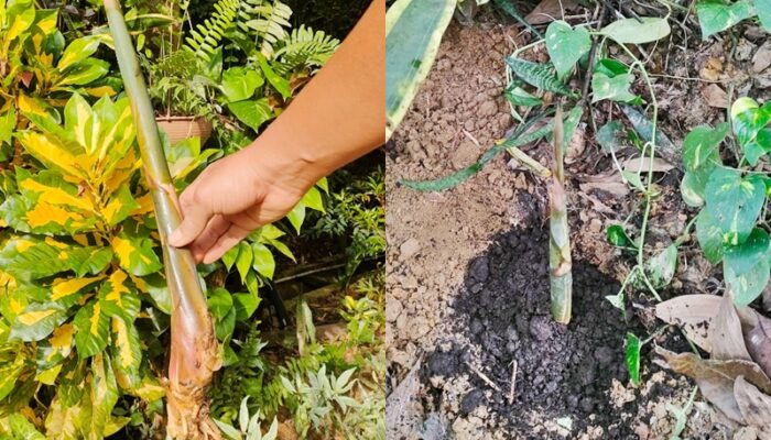 Menyemai Asa Lewat Bibit Bambu Kuning Gala Puncak Balikpapan