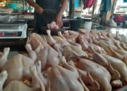 Harga Merangkak, Stok Ayam di PPU Tetap Aman