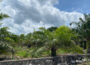 Sawah di Babulu Laut Menyusut 50 Persen dalam 10 Tahun, Alih Fungsi ke Sawit Jadi Pilihan Pahit