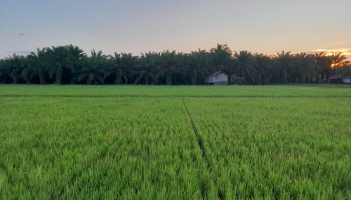 Alih Fungsi Lahan di PPU Capai 625 Hektare, Payung Hukum Pelindung Petani Belum Terbit