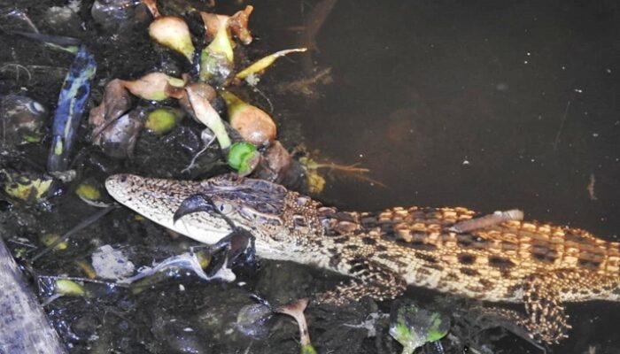 Potensi Wisata Dunia di Long Mesangat: Rumah bagi Spesies Langka Crocodylus siamensis