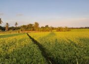 Jelang Panen Puncak, Distan PPU Pastikan Bulog Siap Tampung Gabah Petani