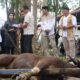 Polres PPU Sembelih Lima Ekor Sapi Kurban, Tebar Kepedulian di Iduladha 1447 H‎
