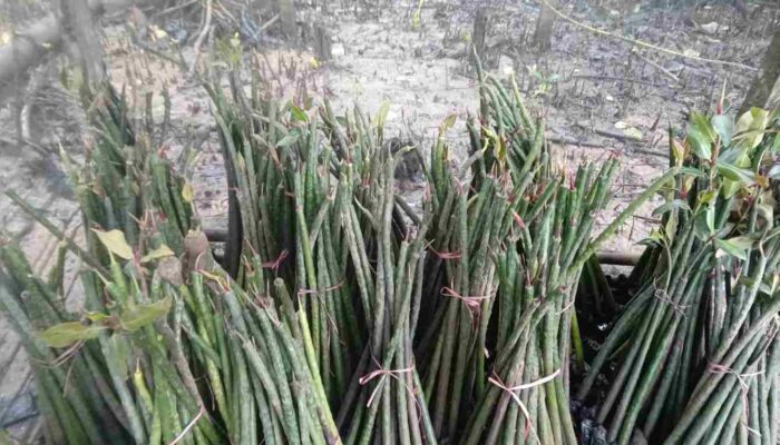 Sambut Hari Bhayangkara ke-80, Sat Polairud Polres PPU Tanam 1.000 Mangrove di Pesisir Benuo Taka