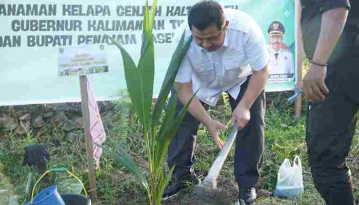 Tanam Perdana Kelapa Genjah di PPU, Mudyat Noor: Peluang Baru Dongkrak Ekonomi Masyarakat