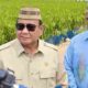 Presiden Prabowo Tegaskan Swasembada Pangan Sudah di Depan Mata, Indonesia Siap Ekspor Beras dan Jagung
